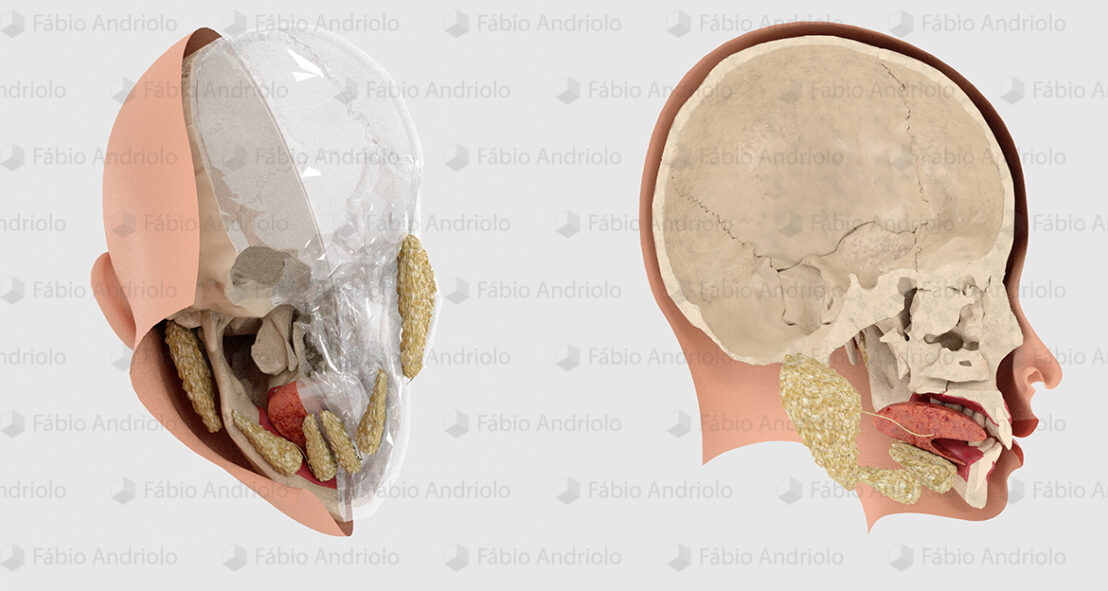 Fábio Andriolo - Ilustrações médicas 3D